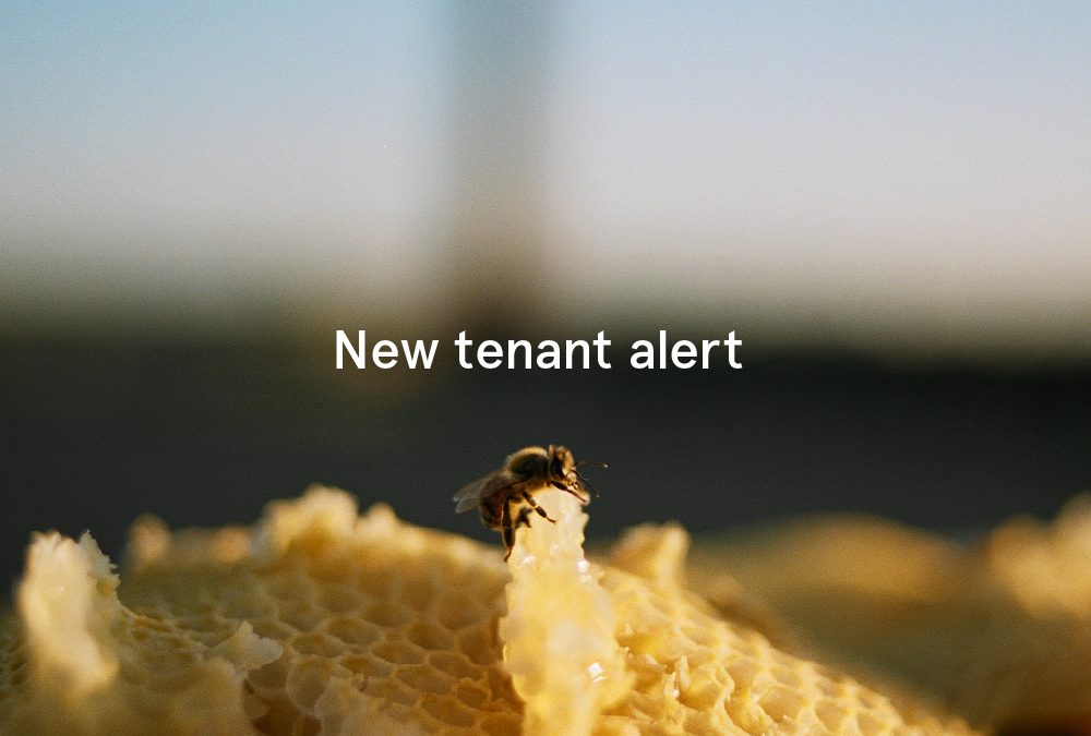 New Tenants…. Bees!