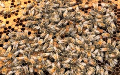 Roof Top Beehive